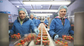 FRUITS AND VEGETABLES - Diagnostic of the productivity of packaging lines